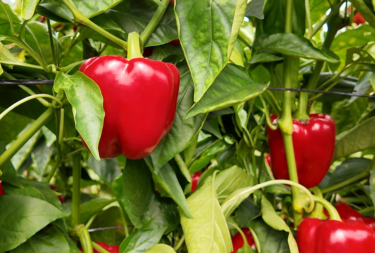 Yuksel Seeds presenta Quirino, su propuesta en California Rojo