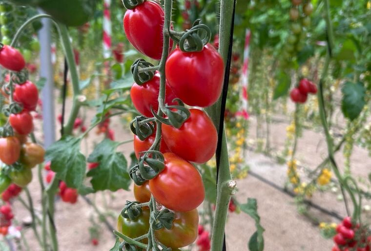 Pomeria, la nueva variedad mini pera con resistencia al rugoso 